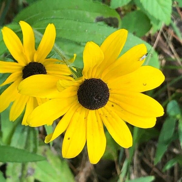 Rudbeckia hirta 花