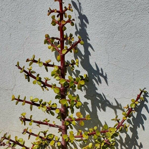 Portulacaria afra Deilen