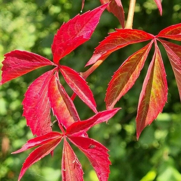 Parthenocissus inserta Blad