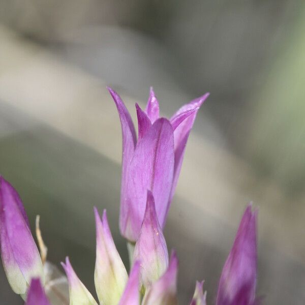 Allium acuminatum ফুল