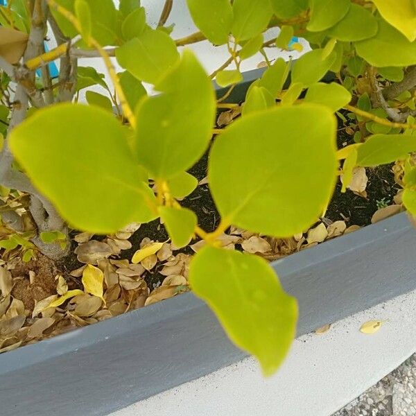 Griselinia littoralis पत्ता