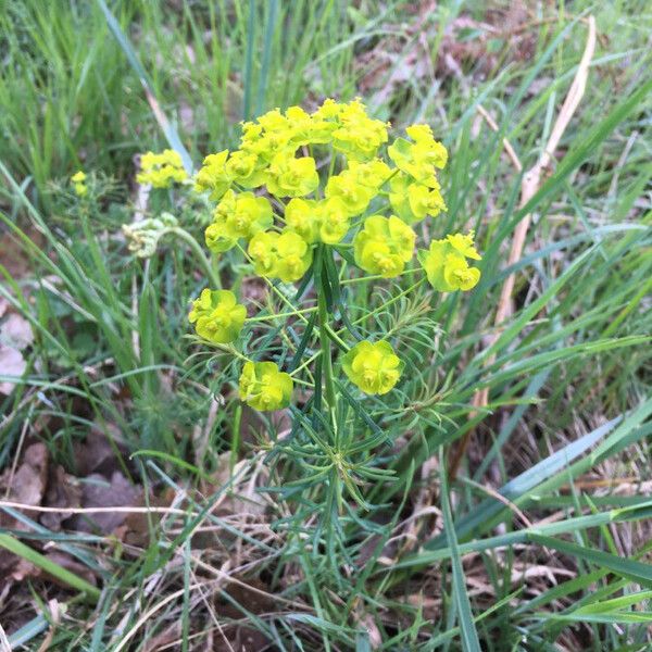 Euphorbia cyparissias Kvet