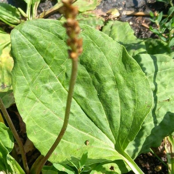 Plantago major Ліст