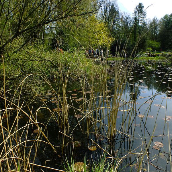 Schoenoplectus californicus Habit