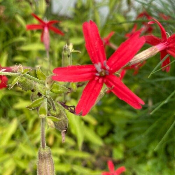 Silene virginica ᱵᱟᱦᱟ