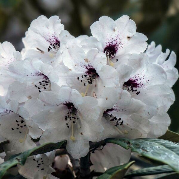 Rhododendron coriaceum Květ