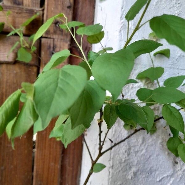 Prunus armeniaca Leaf