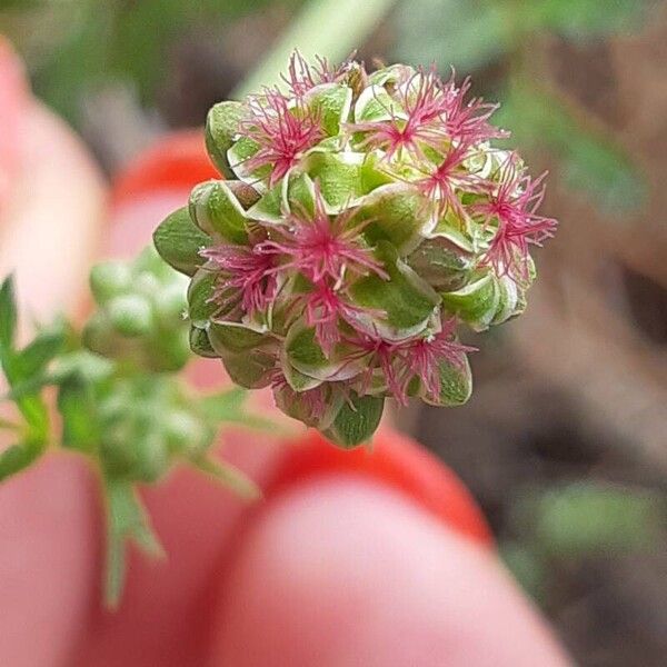 Poterium sanguisorba Blüte