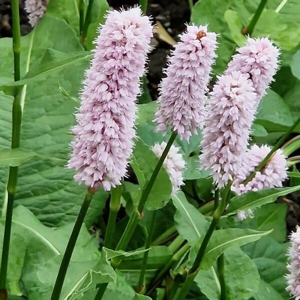 Bistorta officinalis Flor