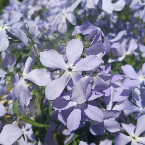 Phlox divaricata Kukka