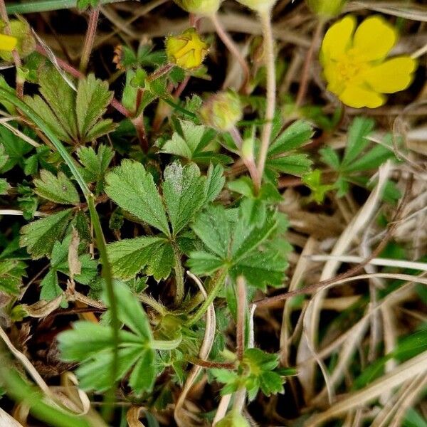 Potentilla verna Blatt