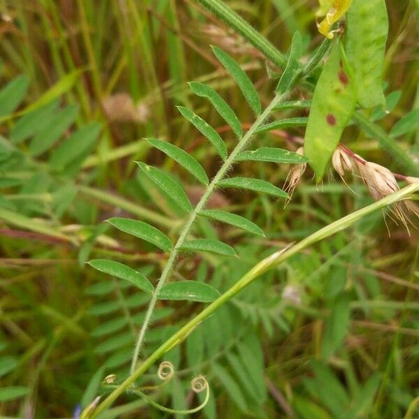 Vicia villosa Hoja