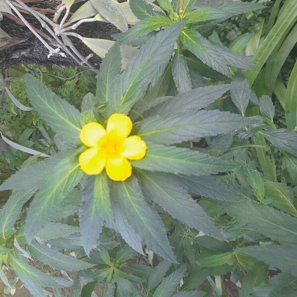 Turnera ulmifolia Flower