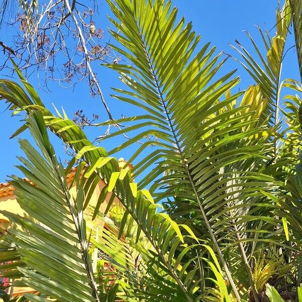 Arenga engleri Leaf