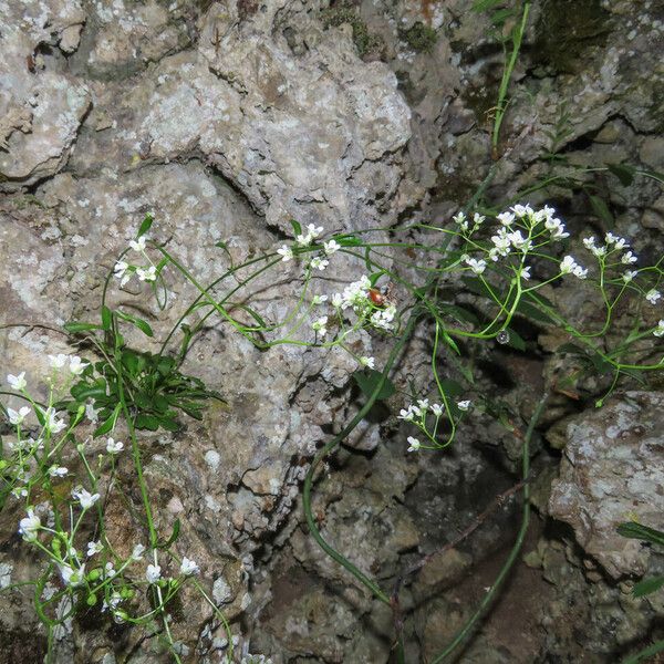 Kernera saxatilis Habitus