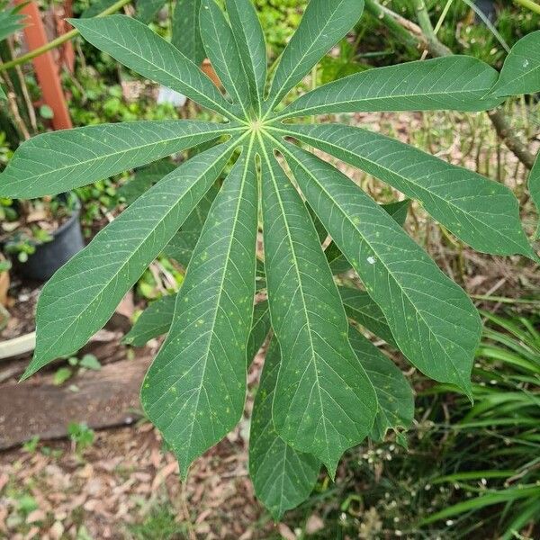 Manihot esculenta Blad