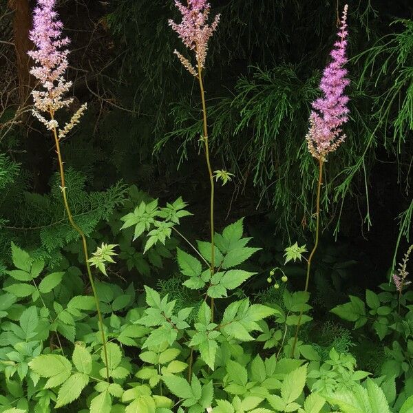 Astilbe rubra Habitat