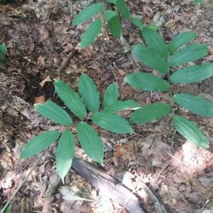 Maianthemum racemosum পাতা