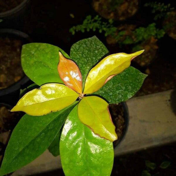 Pereskia aculeata 葉