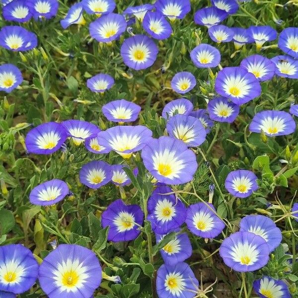 Convolvulus tricolor Blüte