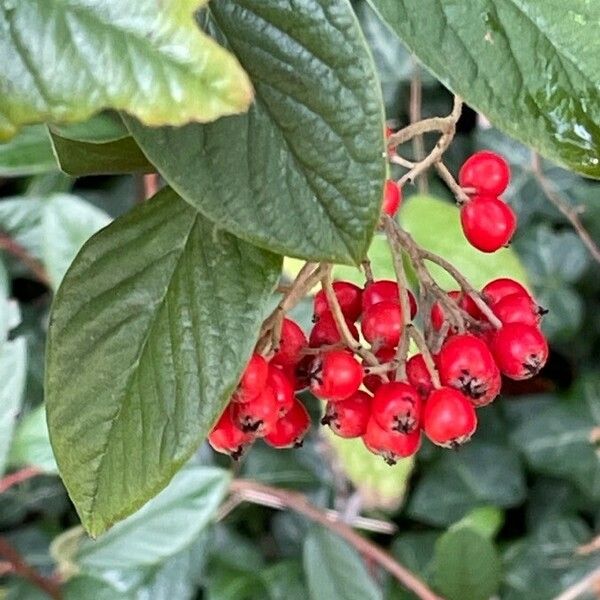 Cotoneaster coriaceus Fruit