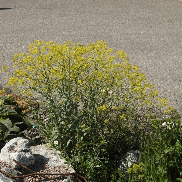 Isatis tinctoria Habitus