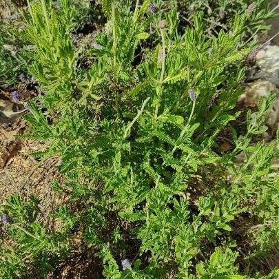 Lavandula multifida Leaf