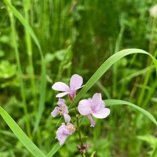 Cardamine bulbifera Flower