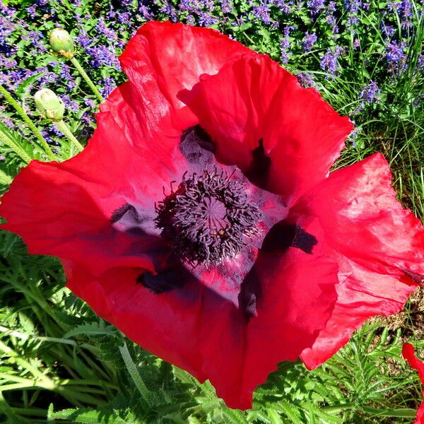 Papaver bracteatum Virág