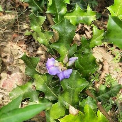 Acanthus ilicifolius ফুল