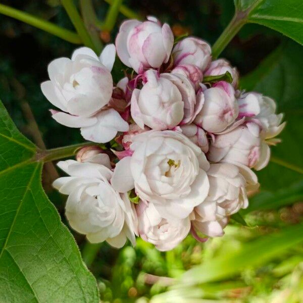 Clerodendrum chinense Flower