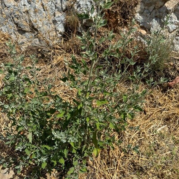 Chenopodium vulvaria Habitus