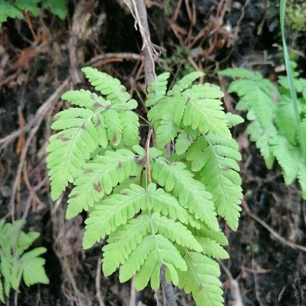 Gymnocarpium dryopteris Blatt