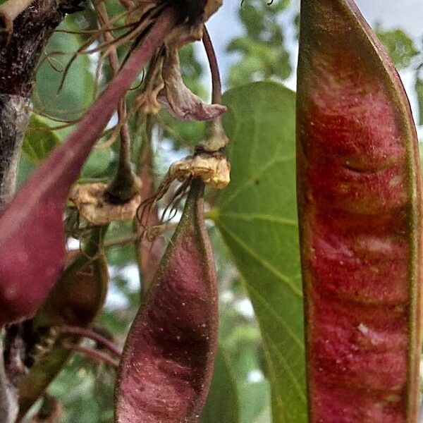 Cercis griffithii 果實