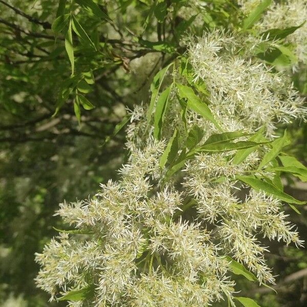 Fraxinus ornus Kukka