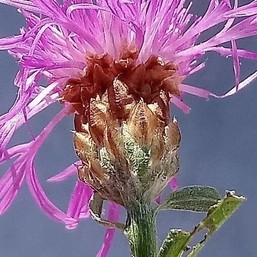 Centaurea jacea Floare