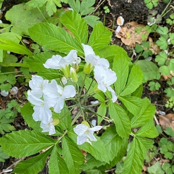 Cardamine heptaphylla Цвят