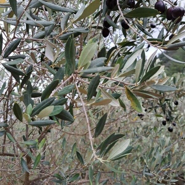 Olea europaea Leaf