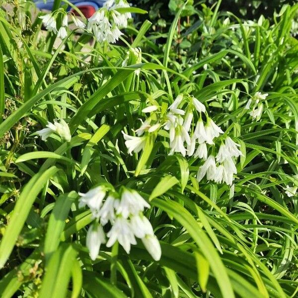 Allium triquetrum Flors