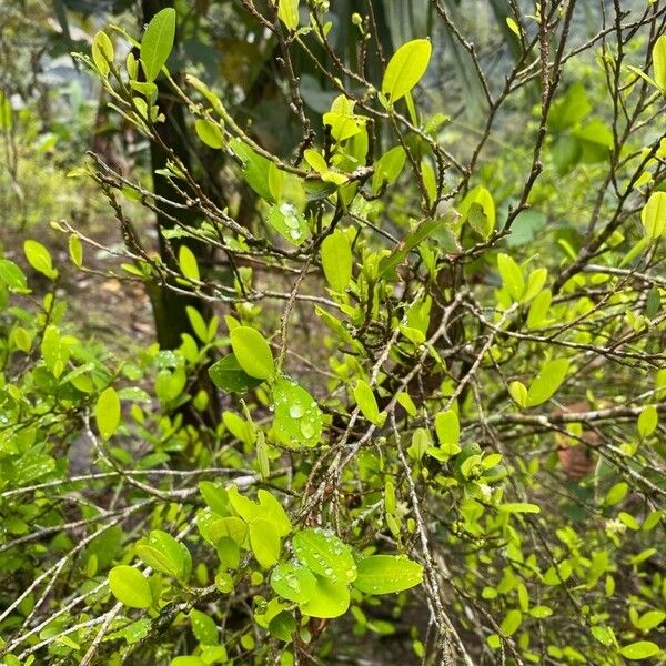 Erythroxylum coca برگ