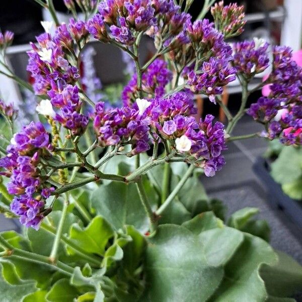 Limonium sinuatum Květ