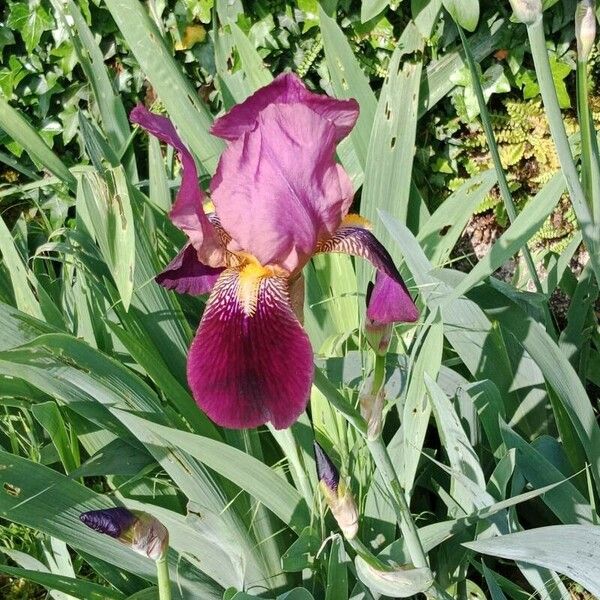 Iris × germanica Blomst