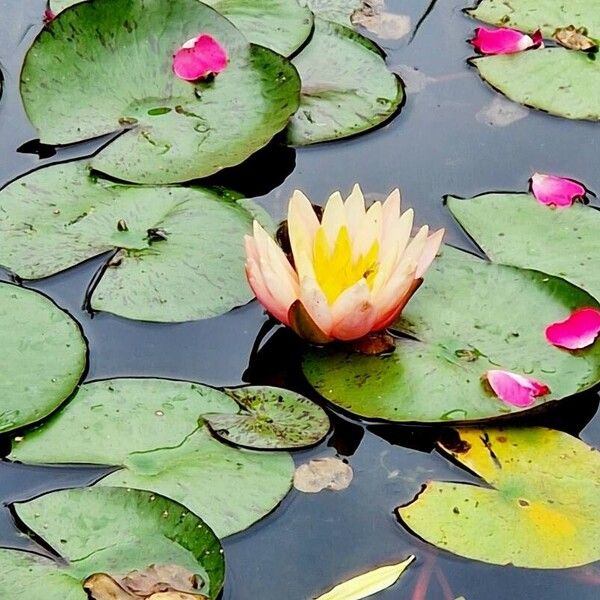 Nymphaea alba फूल