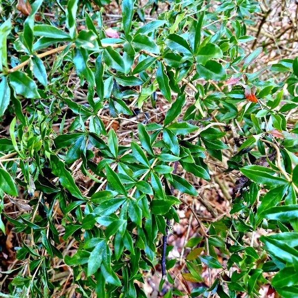 Buxus sempervirens موطن