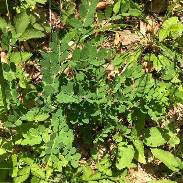 Lathyrus niger Leaf