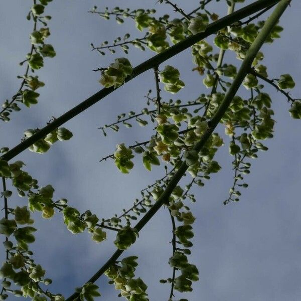 Furcraea foetida Flower