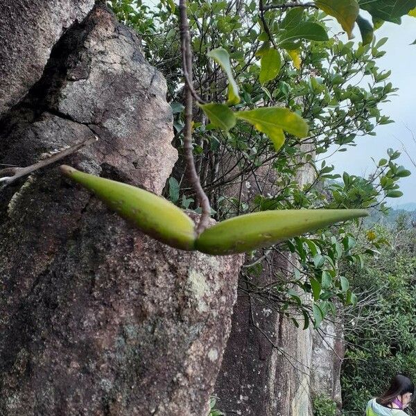 Gymnema sylvestre Fruit