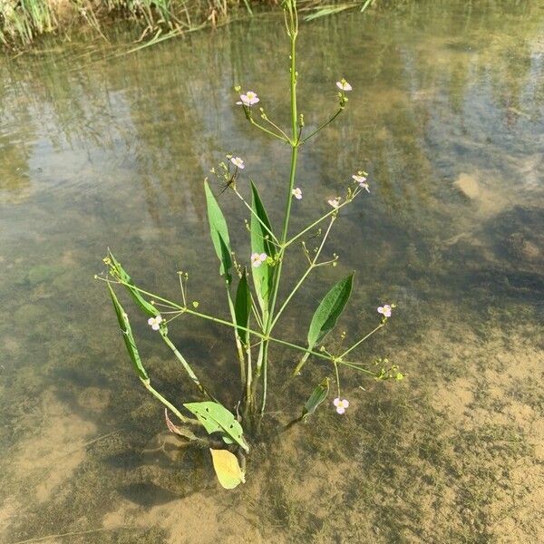 Alisma lanceolatum 花