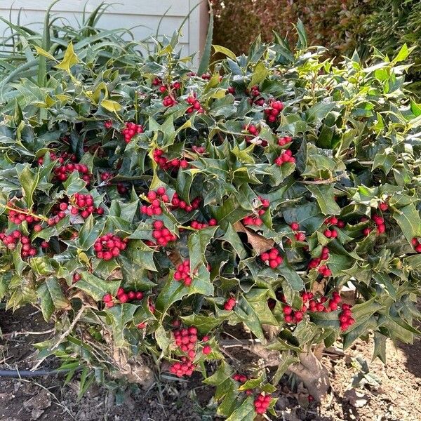 Ilex cornuta Habit