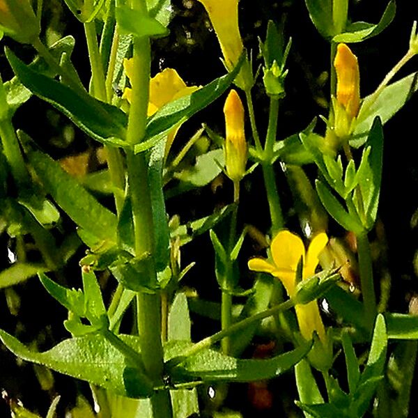 Gratiola lutea Flor